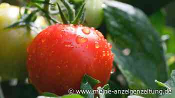 Tomaten gießen – die richtige Wassermenge ist entscheidend