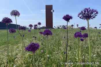 Flanders Fields moeten nu paars kleuren met nieuwe herdenkingsbloem: “Maar het lukt nog niet overal door het natte weer”