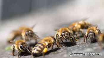 Tragödie im Murnauer Moos: Mann stirbt nach Bienenstich