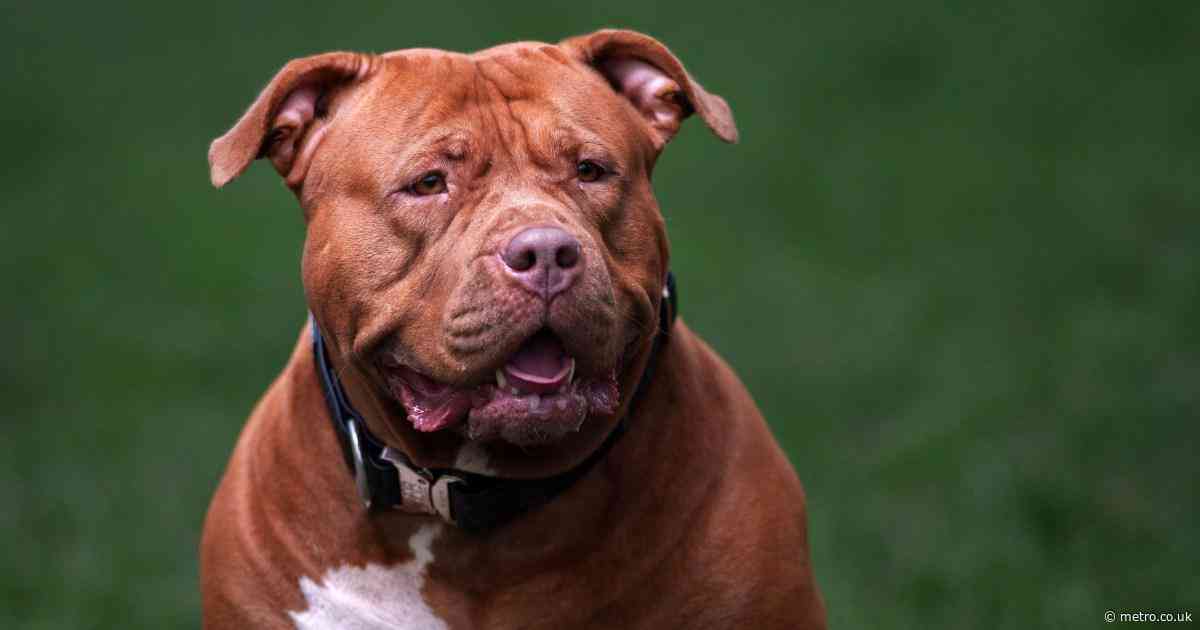 XL bully owners get huge £70,000 payout after their dogs were put down
