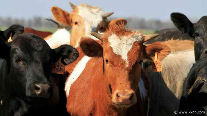 How fast is bird flu spreading in US cows? ‘We have no idea’