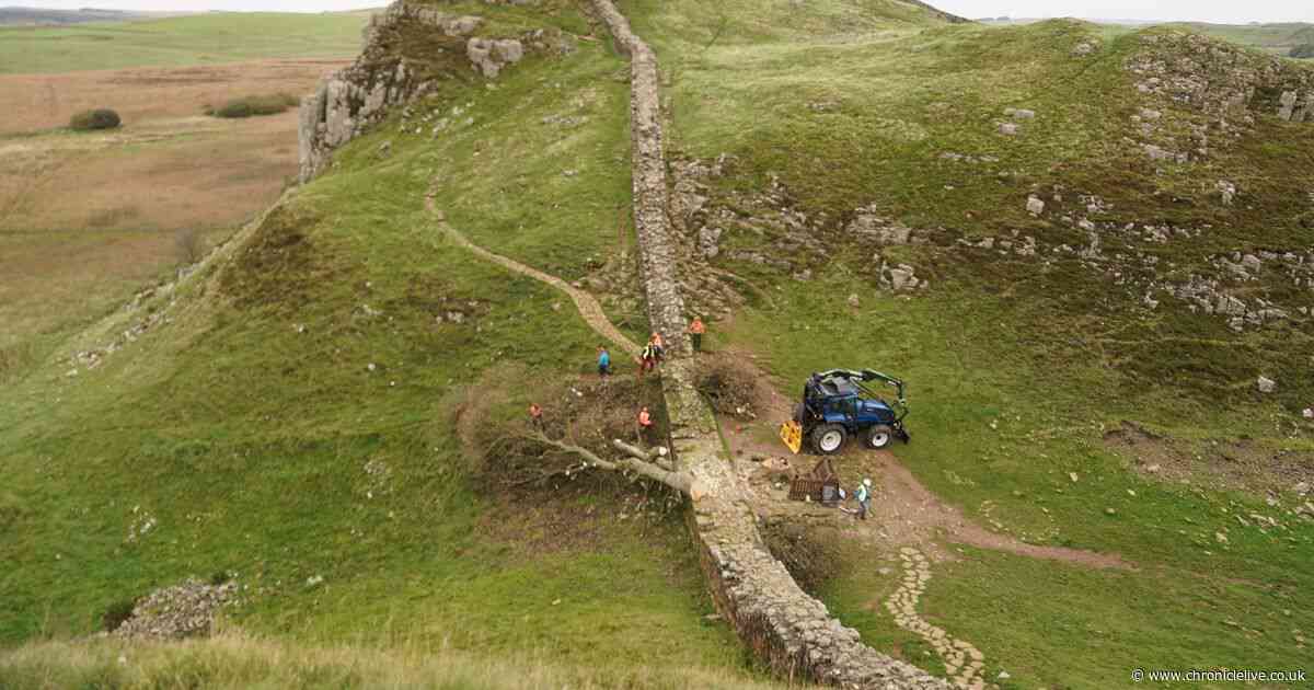 Sycamore Gap tree valued at more than £620,000, charges show