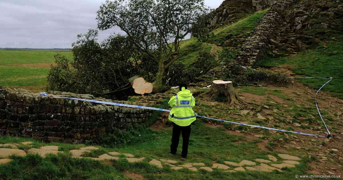 Sycamore Gap court hearing LIVE: Updates as two set to appear in court accused of felling of Northumberland tree