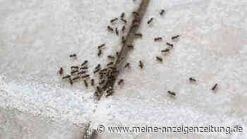 Ameisen krabbeln durchs Haus – wie finde ich ihr Nest?