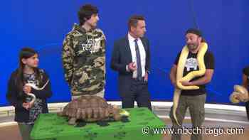 LIVE: NBC 5 Morning Show gets up close and personal with pythons, tarantulas and more