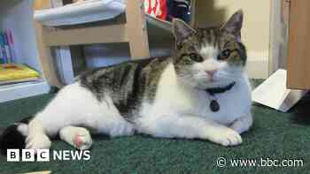 The school cat helping pupils with Sats pressure