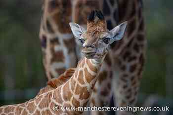 Chester Zoo is opening safari lodges for visitors to watch giraffes from their rooms