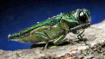 Invasive emerald ash borer beetle found in multiple Texas counties, including in North Texas