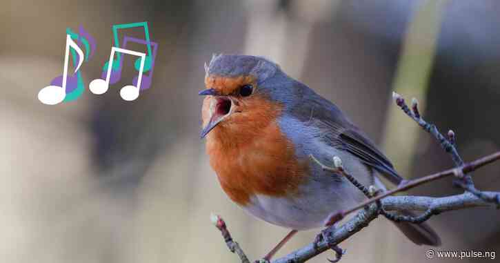 What is the spiritual meaning of a bird singing over your head?