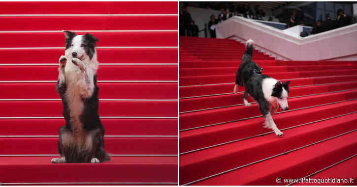 Cannes 2024, la vera star del red carpet è il cane Messi: ecco perché