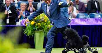Bester Show-Hund: Zwergpudel Sage gewinnt renommierten US-Hundewettbewerb