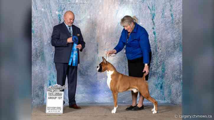 Calgary area dog among big Canadian winners at the Westminster Dog Show