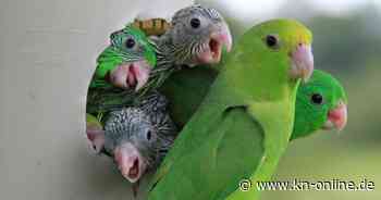 Adoptionen bei Papageien: Paarungswillige Tiere pflegen intensiven Wettbewerb um Nistplätze