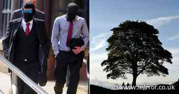 Sycamore Gap tree accused duo arrive at court wearing balaclavas as damages valued at £620,000