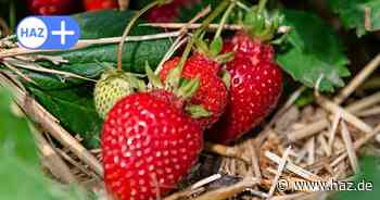 Erdbeeren pflücken in der Region Hannover: Wo kann man selbst ernten?