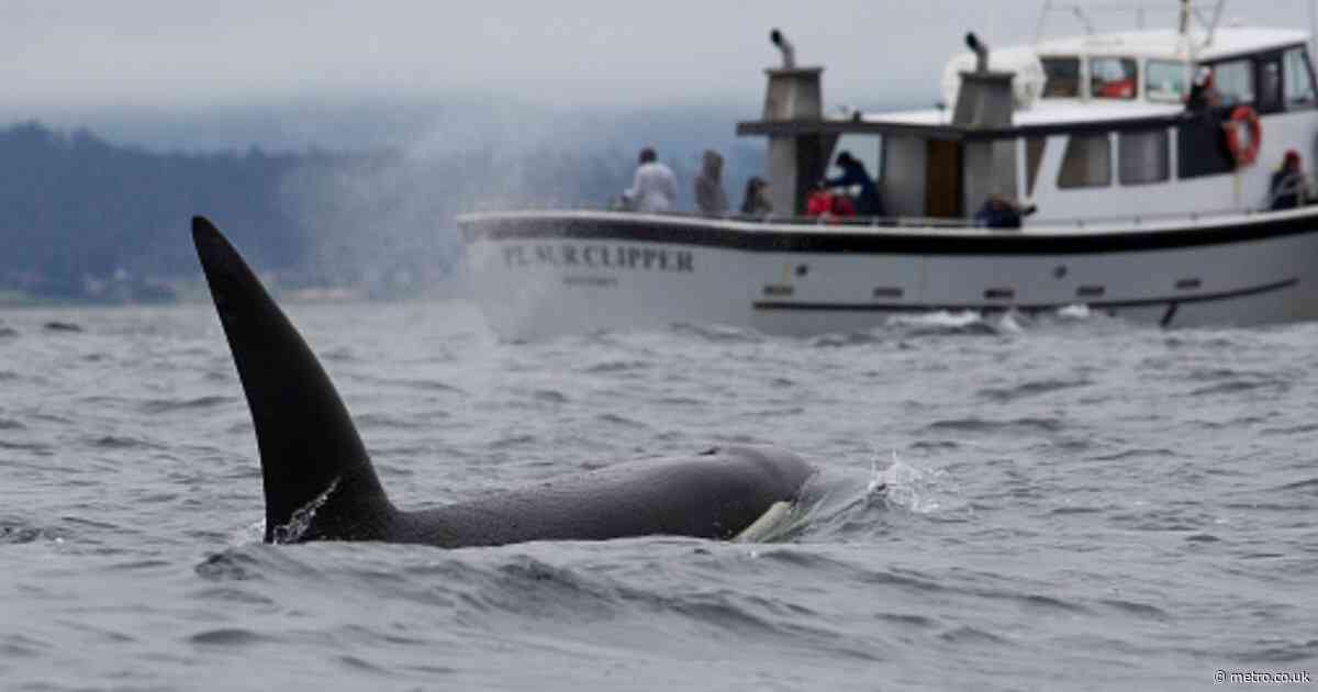 Why are pods of killer whales attacking boats in Europe?