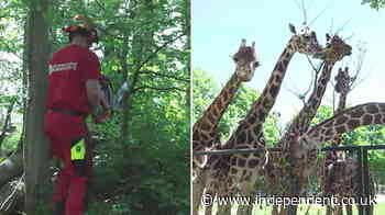 Chainsaw-wielding zookeepers hack down fresh leaves for hungry giraffes