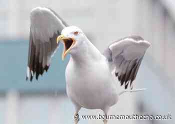 Seagull beaten up by Poole boy
