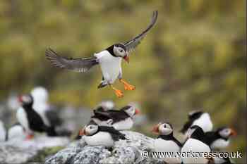'Watching puffins at Flamborough is the best': puffin festival returns
