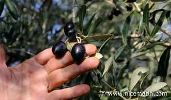 On vous explique pourquoi le prix de l'huile d'olive atteint un prix délirant en ce moment