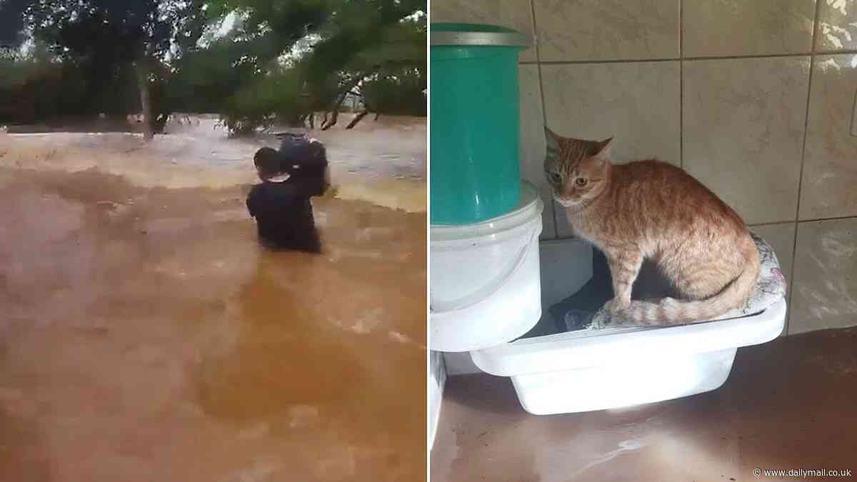 Heroic moment man rescues nine cats and a dog from submerged home as he carries them through the killer flood waters in Brazil that have left 149 dead