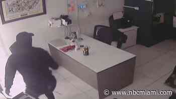 Video shows burglars breaking into Miami jewelry store through a hole in the wall