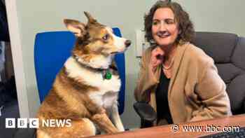Who'll be Welsh Paw-liament dog of the year?