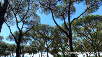 Dal parco di Tor Tre Teste a quello di Centocelle: endoterapia per salvare i pini del municipio V