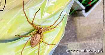Giant huntsman spider found at UK primary school leaping out of banana box