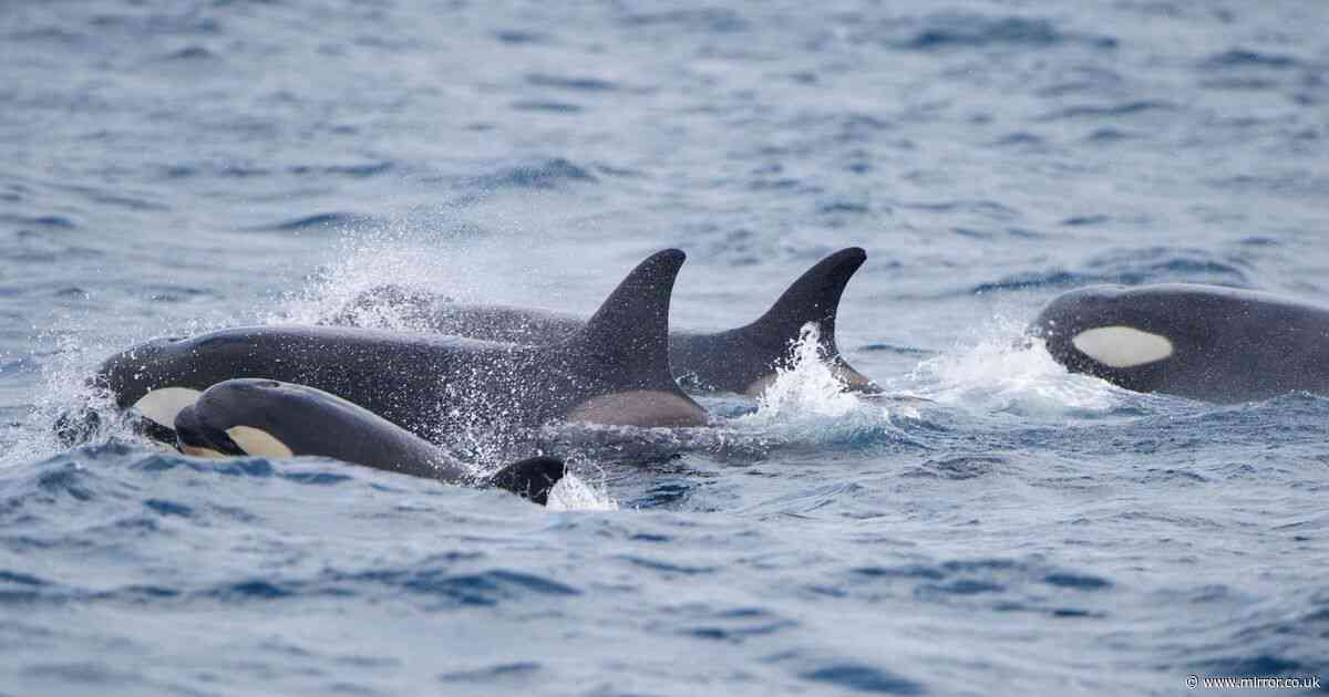 Orca attacks continue after couple's yacht targeted in Strait of Gibraltar - everything we know