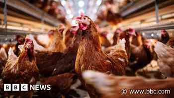 Chicken farm backed after seven-year planning row