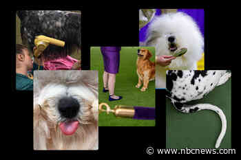 Sage the miniature poodle takes best in show at the Westminster dog show