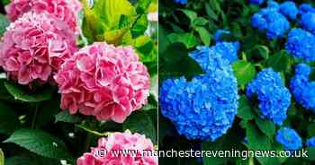Gardening expert shares 'best way' to ensure pink hydrangeas turn to 'gorgeous blue' hue this summer