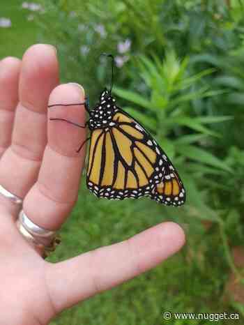 The NNPCN’s 15th anniversary 15 Annual Live Butterfly release coming