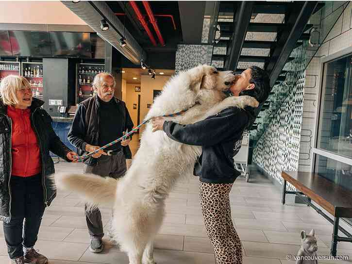 When hotels go to the (Westminster) dogs