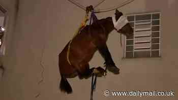 Sorry, I've had a 'mare! Horse has to be winched out of a third-floor window after getting stuck in apartment block when it escaped rising flood waters in Brazil