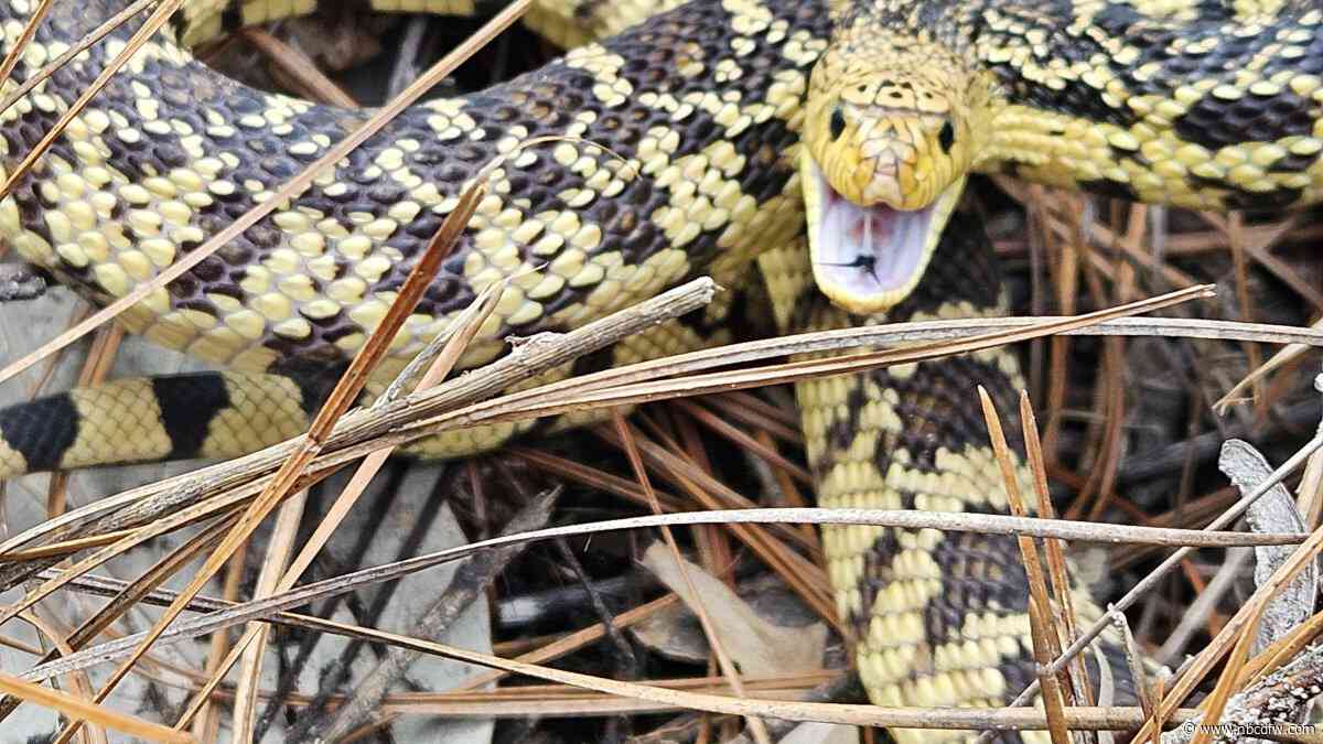 Unsettling or heartwarming? Fort Worth Zoo releases 75 snakes into the wild
