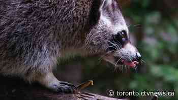 Toronto seeing increase of sick or injured raccoons this spring