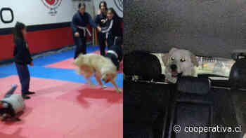 Perrito se escapó de casa, peleó y terminó en una clase de karate en Quellón