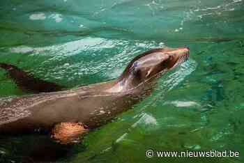 Antwerpse Zoo treurt om zeeleeuw Zoë
