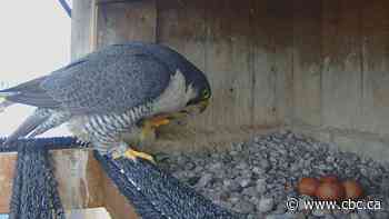 Why 4 falcon eggs have a new home, and a new mother, on a Montreal bridge