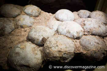 These 5 Dinosaur Nests Are Among the Biggest Ever Found