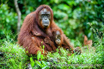 Orangutan Language Is More Sophisticated Than Once Thought