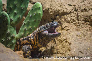 The Venomous Gila Monster Isn’t As Scary As You Might Think