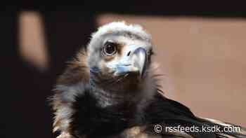 Beloved Saint Louis Zoo vulture with 'larger-than-life' personality dies at 36