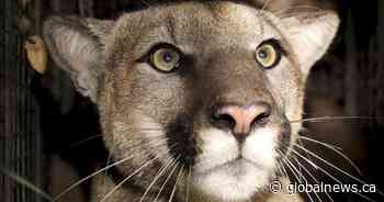 Cougar warning issued for Banff National Park campground