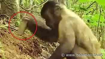 Are monkeys entering the stone age? Capuchin primates filmed using tools to dig for food underground... days after orangutan treated its own wound with plant