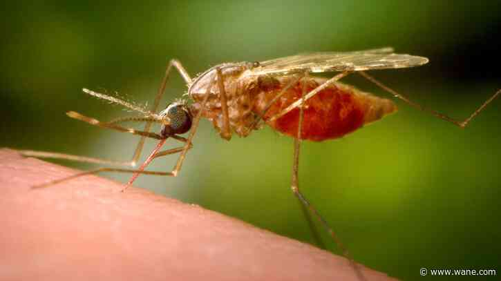 Mosquito populations could be on the rise soon in Allen County