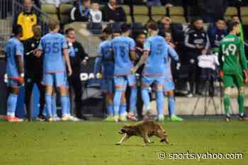 Raccoon on field stops play in MLS game. How stadium workers corralled and safely released it.