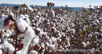 Corporate regulator sounds alarm on cotton takeover battle